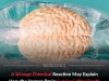 Scientists Discover Why Some Ancient Brains Are Preserved After Death