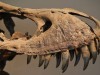 A Scientist Says Humans Were Designed to Live Much Longer If Dinosaurs Had Never Ruled Earth