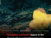 Scientists Discover Real Life SpongeBob and Patrick Living in the Deep Atlantic Ocean