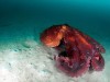 Scientists Found a Giant Squid in Australia’s Remote Canyons, No Submersible Needed