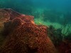 2,300-Year-Old Caribbean Sponge Filtered 850 Million Gallons Before Its 2012 Demise