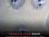 Camera Reveals 60 Million Icefish Nests: The Largest Underwater Breeding Colony Ever Found