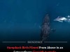 Drone Captures Rare First Live Humpback Whale Birth Near Kingscliff