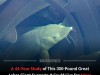 Scientists Discover Iconic Freshwater Giant Could Live For Over 400 Years