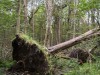 Hiker Discovers 1,500-Year-Old Gold Sword Scabbard Under a Fallen Tree in a Norwegian Forest
