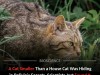 Scientists Discover New Species Of Tiny Wild Cat Hiding In The Forests Of Bolivia