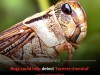 Locust Brains Can Surprisingly Detect Dangerous Forever Chemicals In The Environment