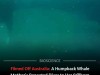Rare Footage Captures Humpback Whale Mother Mourning Her Stillborn Calf On The Seafloor