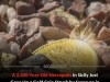 Rare 5th‑Century BC Syracusan Gold Coin Found In Sicily Necropolis Reveals Carthaginian Wars