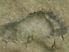 Archaeologists Uncover A Forgotten Superhighway Covered With 8,000-year-old Human And Animal Footprints Along The UK Coast