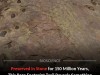 Ancient Sauropod Loop Trackway Reveals Possible Limp After 150 Million Years