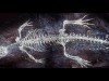 UV Light Reveals 125-Million-Year-Old Crocodile Skin and Hidden Soft Tissues in Old Fossil