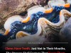 Clams Have Hidden Teeth Inside Their Shells And It Is Not For Eating