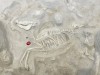 Ancient DNA Reveals American Horses Crossed China Before Reaching Europe