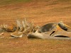 Researchers Found a Whale Fossil in New Zealand in 1988, It Took Decades to Realize It Belonged to a Previously Unknown Species