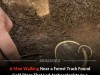 Six Ancient Solid Gold Viking Bracelets Unearthed in Denmark, One of the Largest Treasure Finds