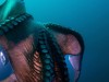 Ancient 19-Meter Octopus Unveiled From Fossil Jaw Remains