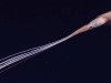 Rare HD Footage Shows Two Giant Bigfin Squid Swimming 4,300 Meters Deep