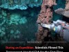 Transparent-Headed Deep-Sea Fish Filmed for First Time at 710 m in Atlantic Abyss