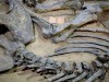 A Student Found 16 Bite Marks On A Fossil And Confirmed That Tyrannosaurs Didn’t Just Hunt Prey, They Turned on Each Other