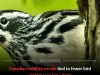 Canadian Wildfire Smoke Slashes Bird Sightings Across New York