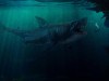 Rediscovered Megalodon Vertebra Confirms 24‑Meter Beast And Reveals Shark‑Sized Prey