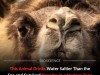 Wild Bactrian Camel Drinks Saltier-Than-Sea Water and Thrives in Former Nuclear Test Site