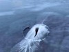 A Drone Gliding Over Greenland Captured a Massive Creature Bursting Through 60 Centimeters of Solid Ice