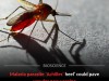 Scientists Discover Major Hidden Weakness In The Malaria Parasite That Could Stop Relapses
