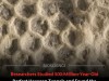 Scientists May Have Finally Identified the Architect of Earth’s Mysterious 500 Million Year Old Tunnels