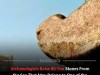 Archaeologists Recover Massive 80 Ton Blocks From Lost Lighthouse of Alexandria Entrance