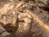 Scientists Found a One-Meter Rock in South Africa, Inside Was a Near-Complete Human Ancestor Skeleton