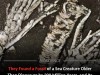 Rare 450 Million Year Old Fossil Found Sitting in a Museum Drawer With Soft Tissue Intact