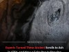 Scientists Are Baking Fake Scrolls to Unlock the Secrets of Ancient Herculaneum Texts